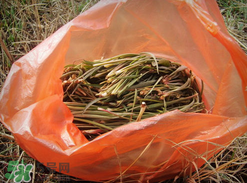 陽溝菜孕婦可以吃嗎？孕婦能吃陽溝菜嗎？