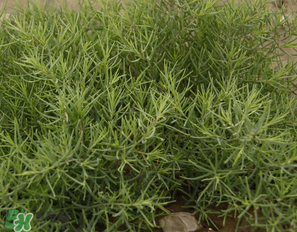 陽溝菜孕婦可以吃嗎？孕婦能吃陽溝菜嗎？