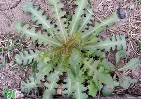 苦碟子能吃嗎？苦碟子怎么吃？