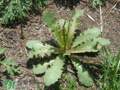 苦碟子能吃嗎？苦碟子怎么吃？