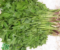 大葉芹怎么吃？大葉芹的做法？