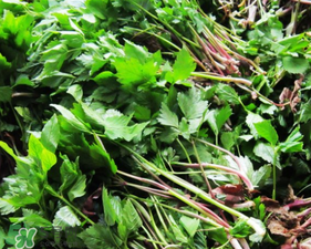 大葉芹怎么吃？大葉芹的做法？