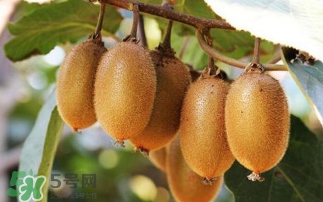 獼猴桃是什么季節(jié)的水果？獼猴桃什么時候吃最好