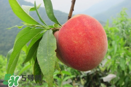 水蜜桃什么時(shí)候熟？水蜜桃成熟時(shí)間