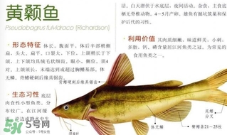 黃顙魚不能和什么一起吃？黃顙魚不能與什么同吃？