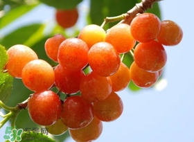 6月份吃什么水果？六月份吃什么水果？