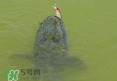 黑魚(yú)是發(fā)物嗎？黑魚(yú)是不是發(fā)物