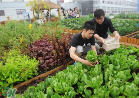 六月份種什么蔬菜？六月份可以種什么蔬菜？