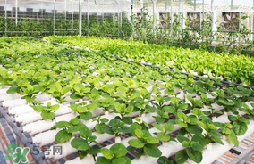 六月份種什么蔬菜？六月份可以種什么蔬菜？