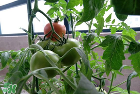 六月份種什么蔬菜？六月份可以種什么蔬菜？