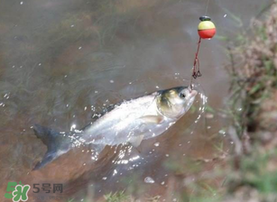 五月份能釣鰱魚嗎？五月份釣什么魚？