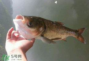 五月份能釣鰱魚嗎？五月份釣什么魚？