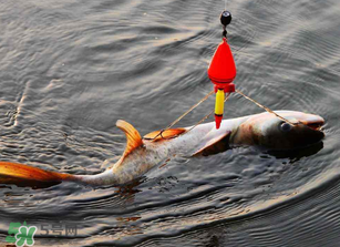 五月份能釣鰱魚嗎？五月份釣什么魚？