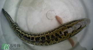 烏鱧魚多少錢一斤？烏鱧價格