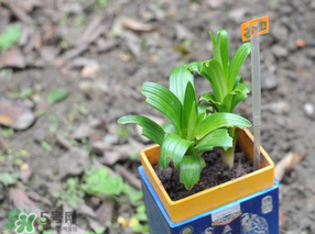 立夏種什么菜？立夏適合種什么？