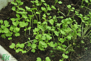 立夏種什么菜？立夏適合種什么？