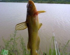 黃辣丁怎么釣？如何釣黃辣丁