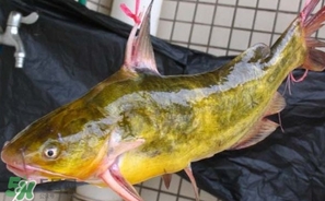 嘎魚多少錢一斤？野生黃嘎魚多少錢一斤