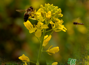五月份還有油菜花嗎？5月份還有油菜花嗎？