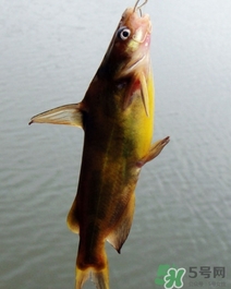 嘎魚是海魚嗎？嘎魚是什么魚