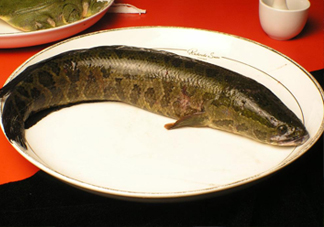 黑魚有鱗嗎？黑魚鱗片怎么處理