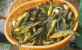 黃顙魚不能和什么一起吃？黃顙魚不能與什么同吃？