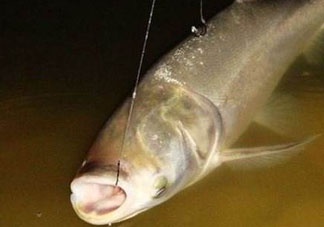 五月份能釣鰱魚嗎？五月份釣什么魚？