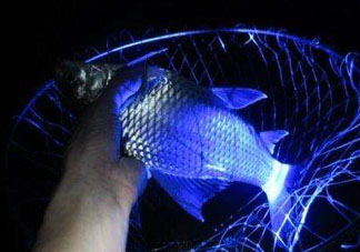 五月份可以夜釣嗎？5月份可以夜釣了嗎？