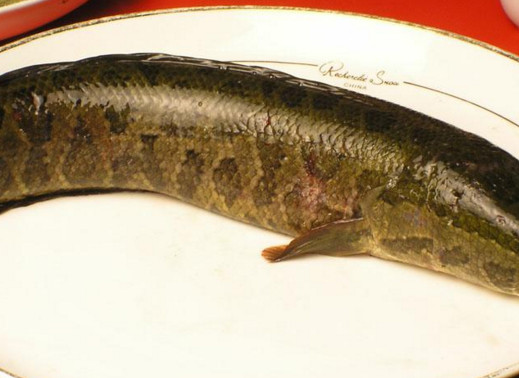 黑魚是海鮮嗎？黑魚是外來物種嗎