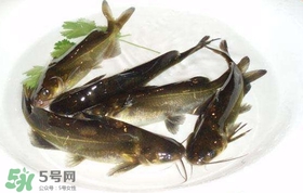 黃辣丁怎么殺？黃辣丁怎么處理