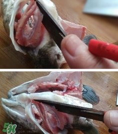 黑魚(yú)怎么切片？黑魚(yú)如何切魚(yú)片