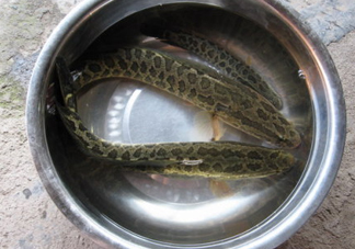 黑魚是什么魚？黑魚是鯰魚嗎