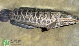 生魚是什么魚？生魚片是什么魚