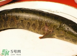 黑魚怎么做好吃？黑魚湯的做法