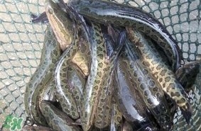 黑魚怎么抓？怎么捕捉黑魚