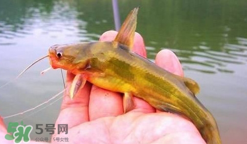 黃辣丁怎么釣？如何釣黃辣丁