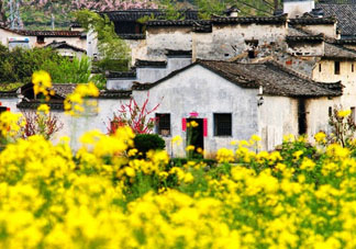 五月份還有油菜花嗎？5月份還有油菜花嗎？