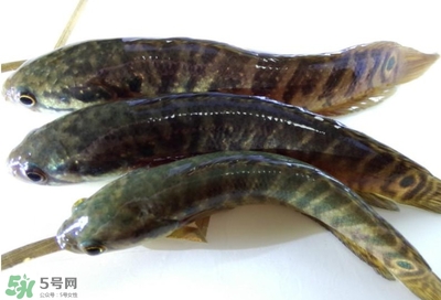 烏鱧魚多少錢一斤？烏鱧價格