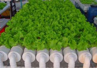 立夏種什么菜？立夏適合種什么？