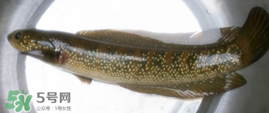 烏鱧魚多少錢一斤？烏鱧價格