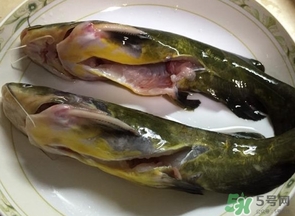 嘎魚是鯰魚嗎？嘎魚是黃辣丁嗎