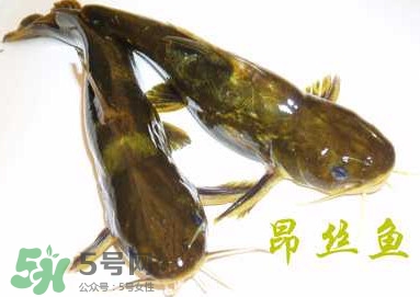 黃顙魚不能和什么一起吃？黃顙魚不能與什么同吃？