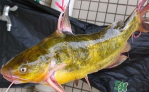 嘎魚是鯰魚嗎？嘎魚是黃辣丁嗎