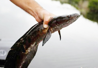 黑魚是發(fā)物嗎？黑魚是不是發(fā)物