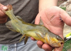 黃辣丁怎么釣？如何釣黃辣丁