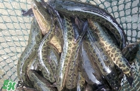 黑魚是什么魚？黑魚是鯰魚嗎