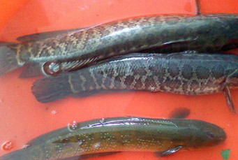 黑魚是海鮮嗎？黑魚是外來物種嗎