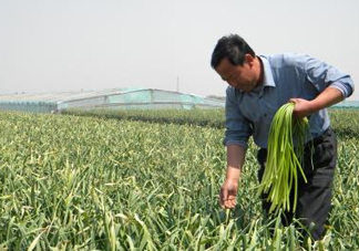 蒜薹什么時候采收？蒜薹什么時間抽