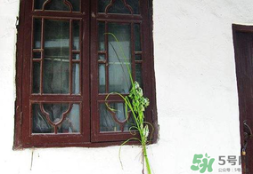 端午節(jié)插門上的是什么？端午節(jié)為什么要插艾草？