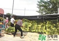 河南多地出現(xiàn)蒜你完 金鄉(xiāng)蒜薹最新價(jià)格 河南多地出現(xiàn)蒜你完 金鄉(xiāng)蒜薹最新價(jià)格